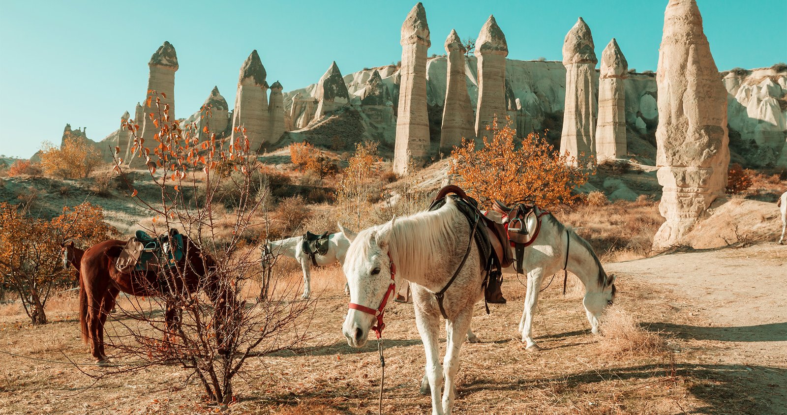 estambul_portfolio_03 Tierra de los Bellos Caballos